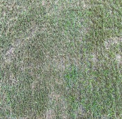 Shade can cause turf to thin out and be mistaken for disease