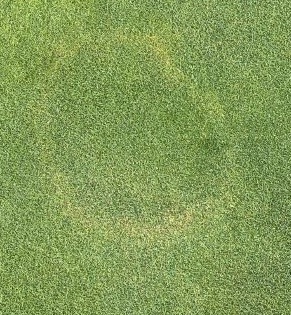 Brown patch on a bentgrass golf green can be controlled quickly using Pistol fungicide