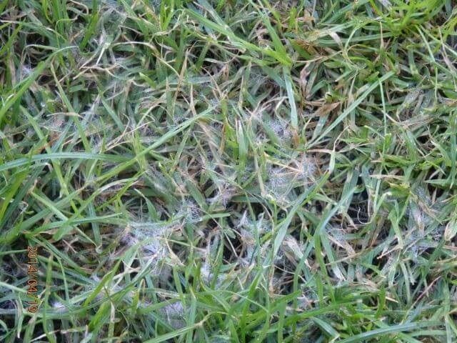 Pythium blight in turf also known as grease spot