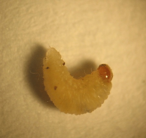 Argentine stem weevil larvae