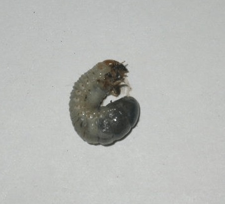 African Black Beetle grub can be controlled using Scarlet Trio insecticide