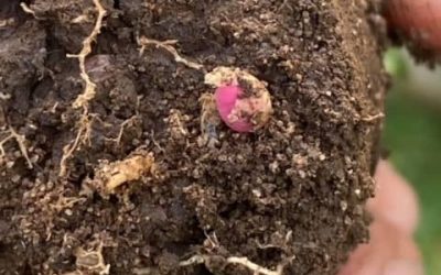 Ground pearl in turf. 33