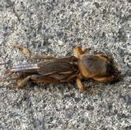 The mole cricket is a brown insect pest with a hard, shiny head and wings, and are up to 50mm long. They possess large front legs for digging, and powerful hind legs that are used for removing loose soil while burrowing.