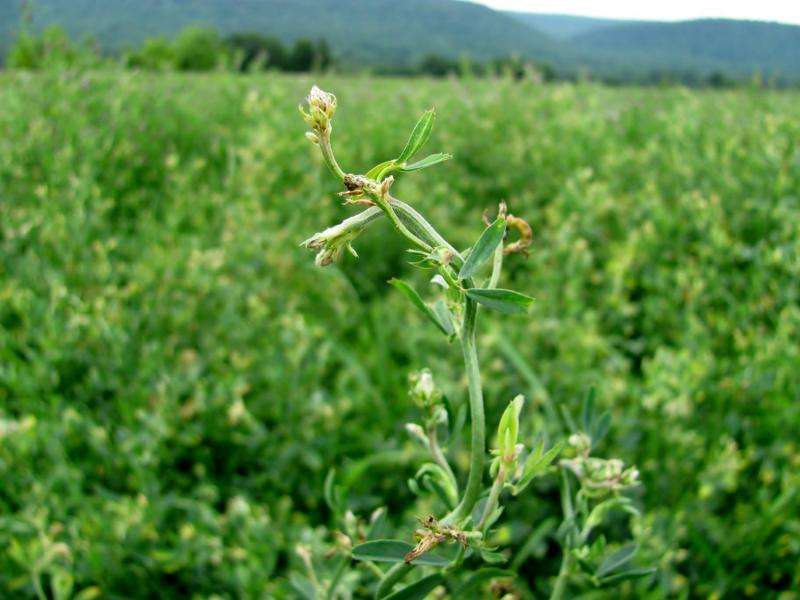 Dicamba herbicide drift onto non target plants