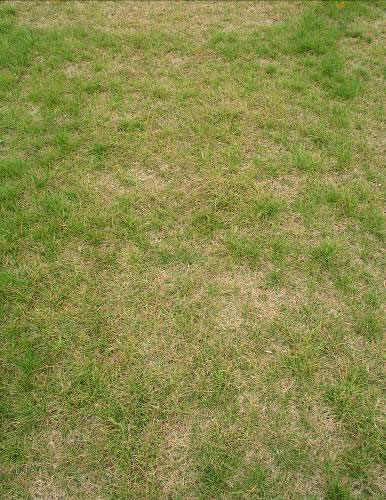 Tribute herbicide applied at 1.5LHa to control turf type ryegrass