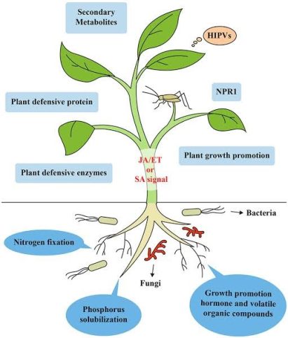 Salicylic acid for plants. 38