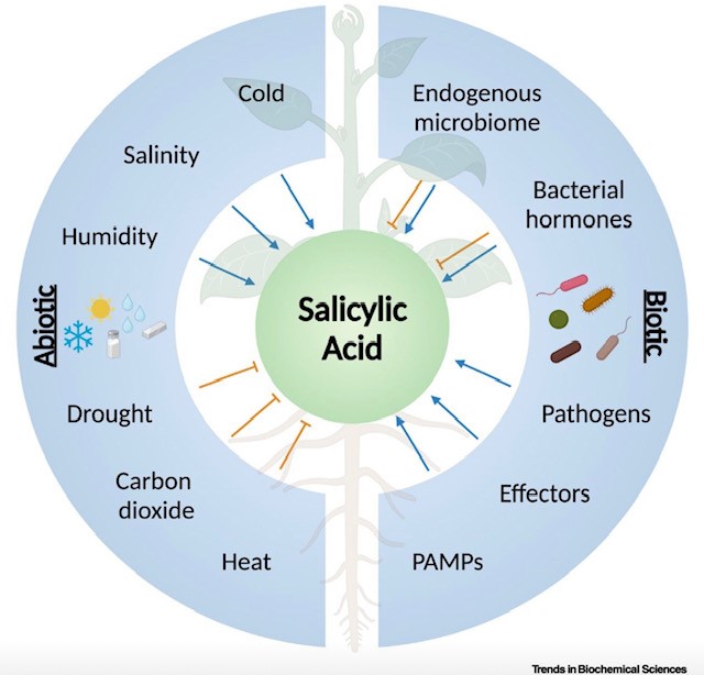 The role of salicylic acid in plants