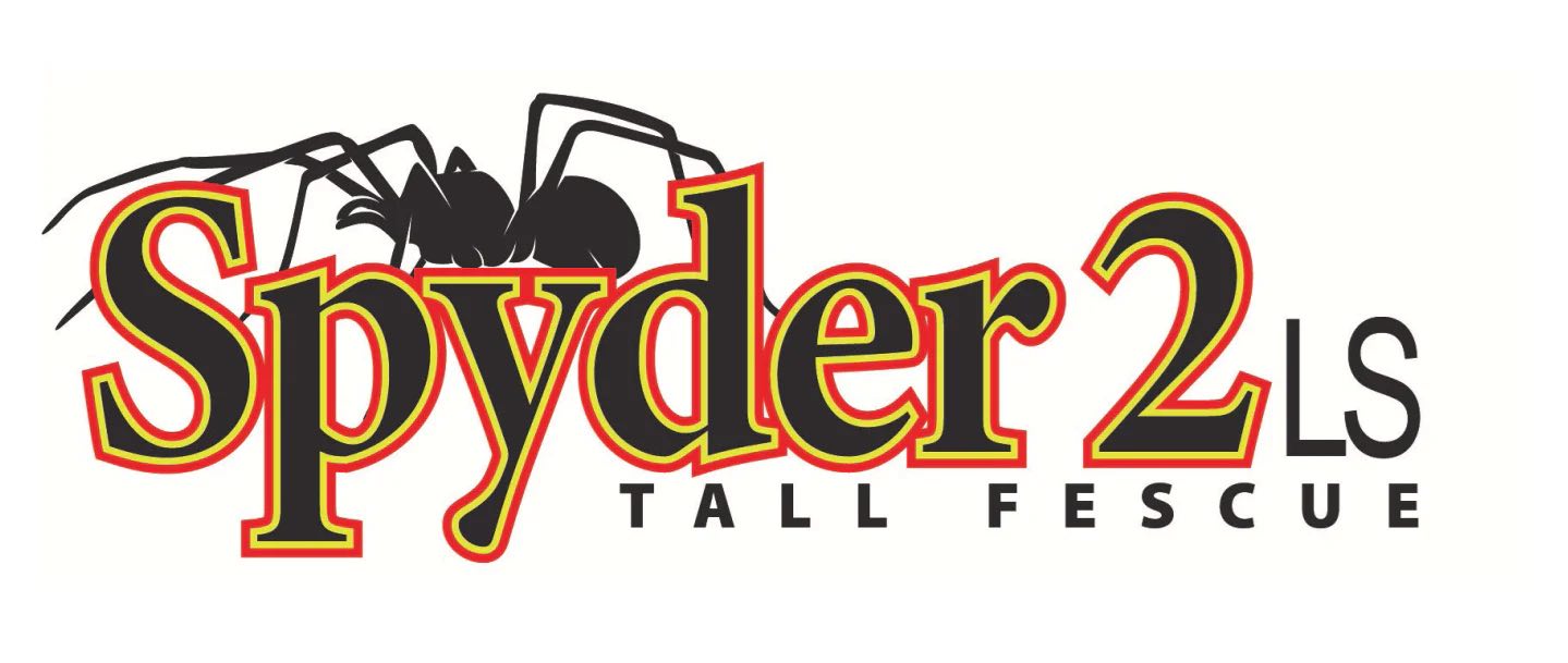 As a lawn seed supplier Spyder 2LS tall fescue grass is great for premium lawns
