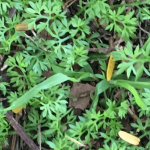Bindii also known as Onehunga and Jo-Jo weed control with Proforce Recondo 100WG Herbicide