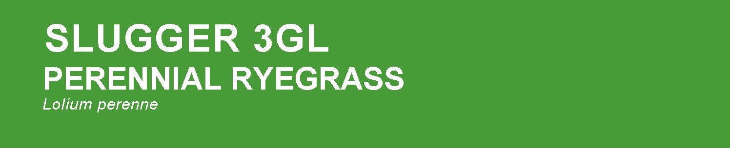 Slugger 3GL top performing turf type ryegrass in 2021 NTEP trials