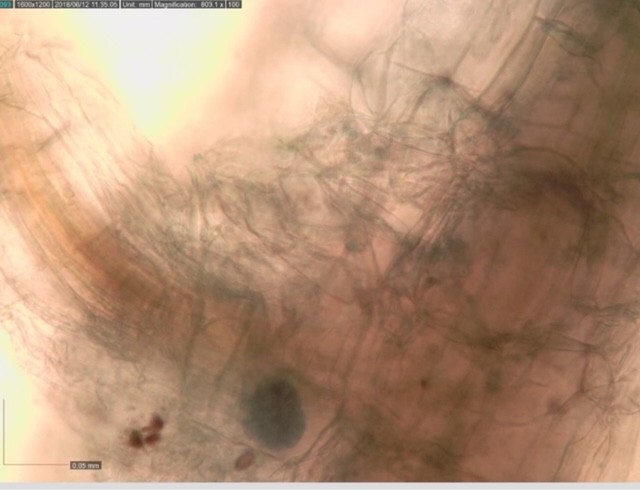 mycorrhiza fungae from Myco-up colonizing bentgrass