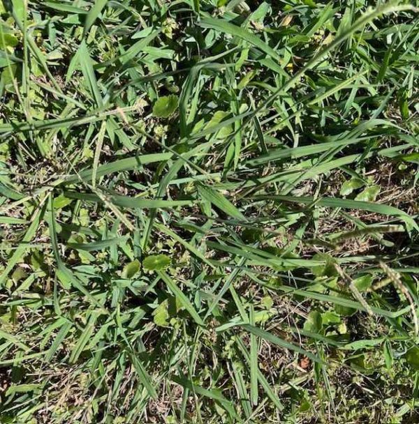 summergrass can be prevented with Echelon Duo Advanced