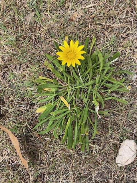 Gazania is a weed in turf and lawns