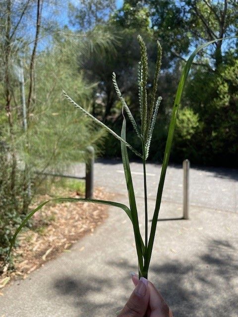 Australian weed identification of indian goosegrass