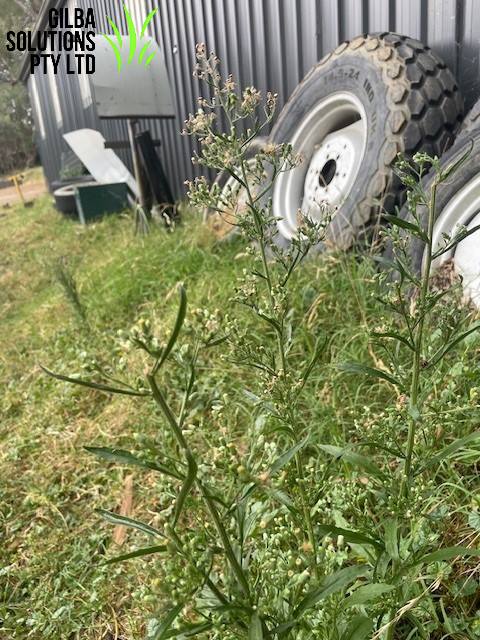 Horseweed in Canberra, ACT