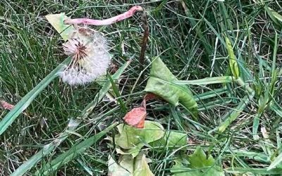 Broadleaf Weed Control in Autumn