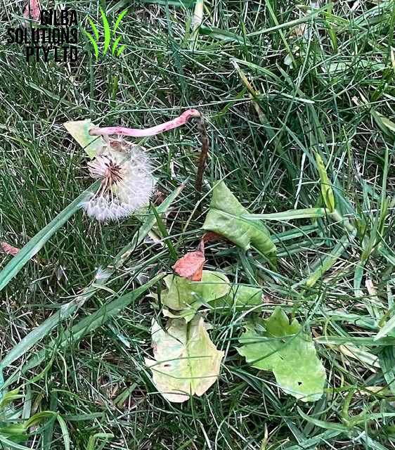 Dandelion can be managed in Autumn broadleaf weed control