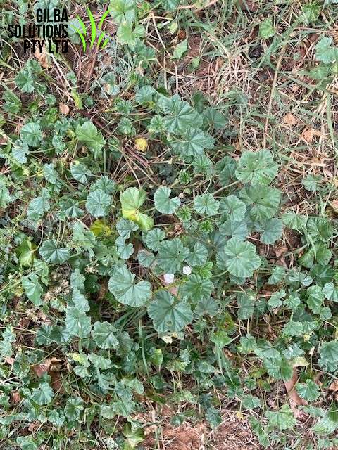 mallow