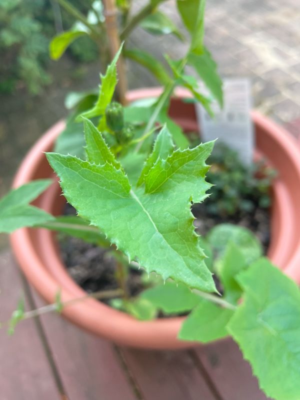 Sowthistles (Sonchus sp)