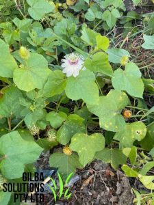 Fit-weed, Love in a mist, Mossy passion flower, Passionflower, Red fruit passionflower.