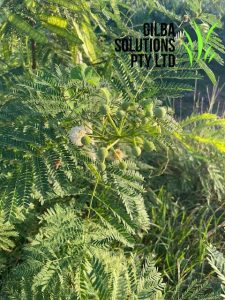 Coffee bush, cow tamarind, horse tamarind, jumbie bean