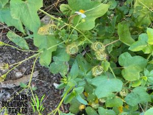 fruit of stinking passionflower