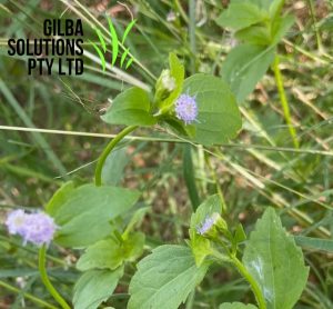 Praxelis clematidea flower