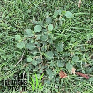 Horse purslane Giant or black pigweed
