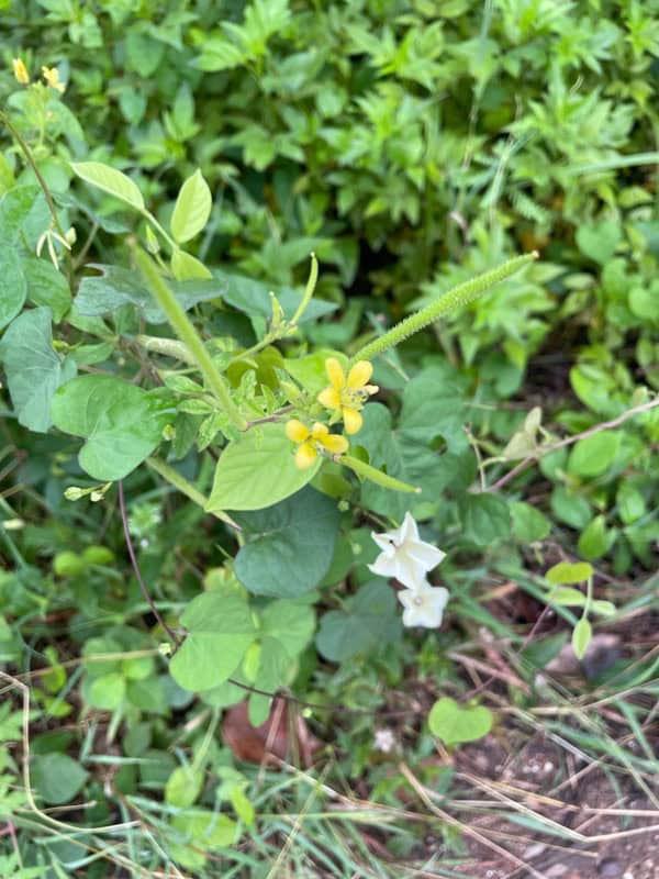 asian spiderflower or tickweed