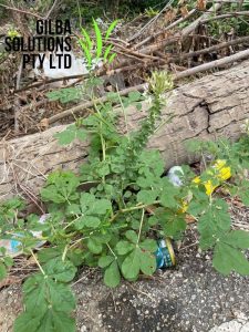 cats whiskers or cleome gynandra