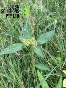 Flower of milkweed or painted spurge