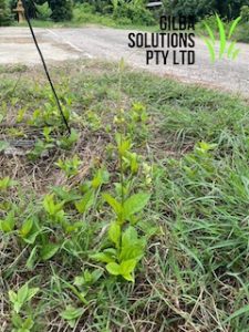 skunk vine or stinkvine Paederia foetida)
