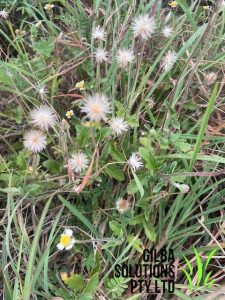 Coat buttons or Tridax Daisy