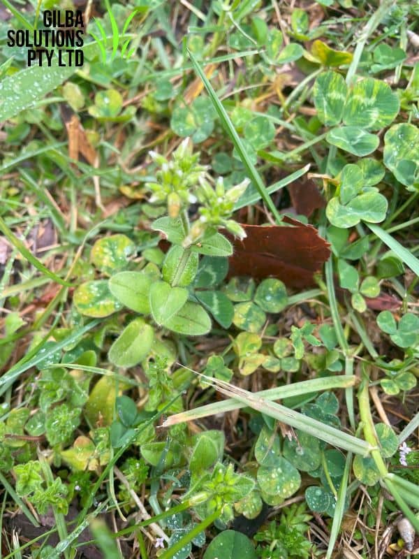 Mouse Ear Chickweed