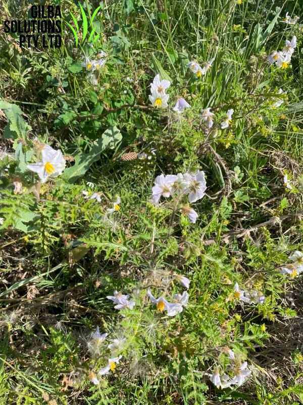 Sticky Nightshade (Solanum sisymbriifolium).