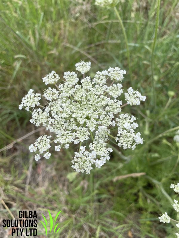 Wild Carrot