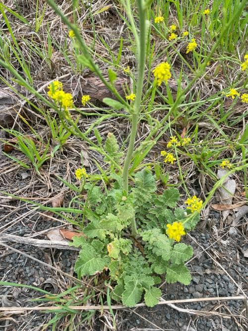 Hairy Brassica, short pod mustard or Hoary Mustard