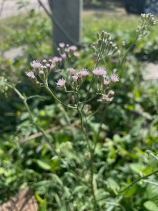 flower of Cyanthillium cinereum aka little ironweed or purple fleabane is a perennial weed controlled by Numchuk Quad or Syngenta Casper Turf Herbicide