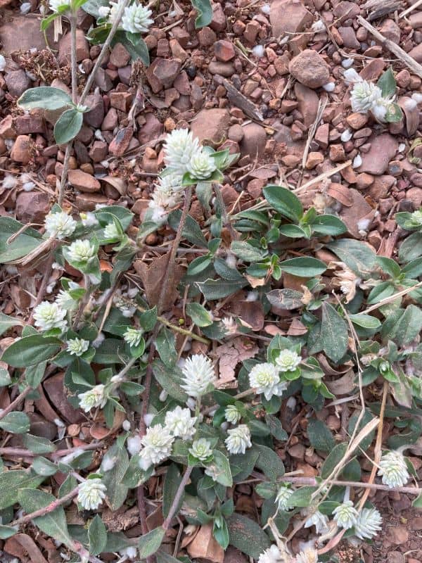 gomphrena weed (gomphrena celosioides)
