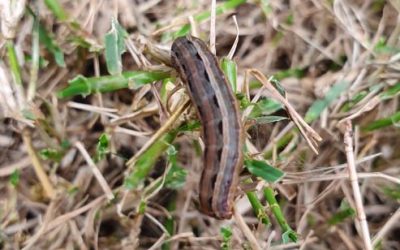 Lawn Armyworm Control and management
