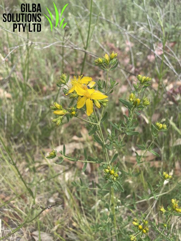 St Johns Wort (Hypericum perforatum) is also known as Goat Weed