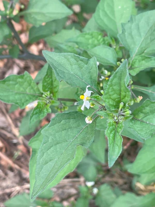Black Nightshade