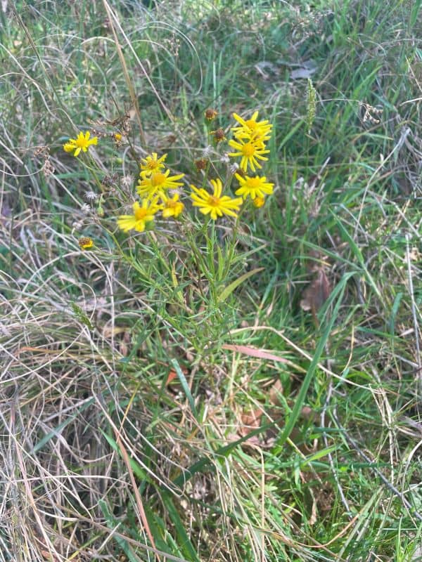 Fireweed or ragwort (Senecio madagascariensis)