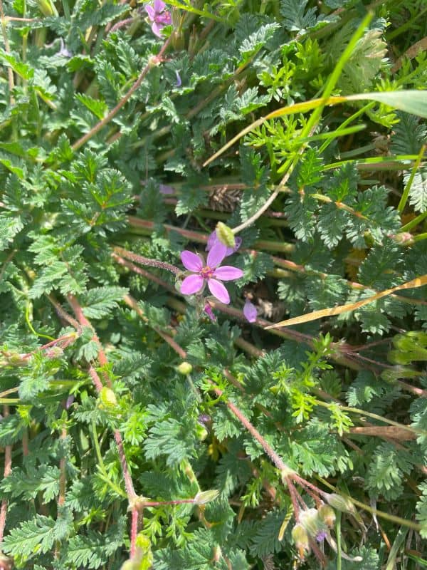 Common Storksbill or Erodium cicutarium
