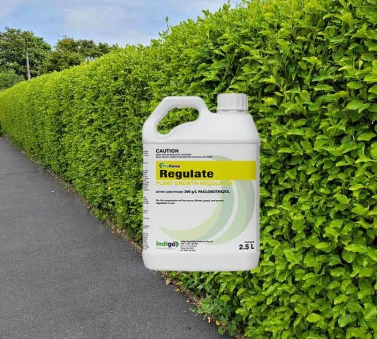 Regulate PGR is a paclobutrazol plant growth regulator for winter grass (Poa annua) & ornamentals