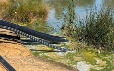 Aquatic Weed & Algae Control for Dams