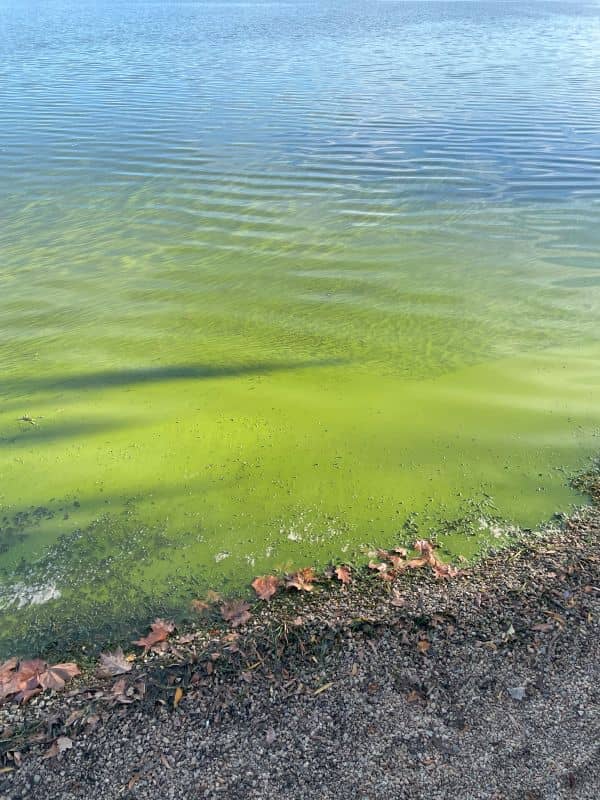 blue green algae in canberra lake Burleigh griffin