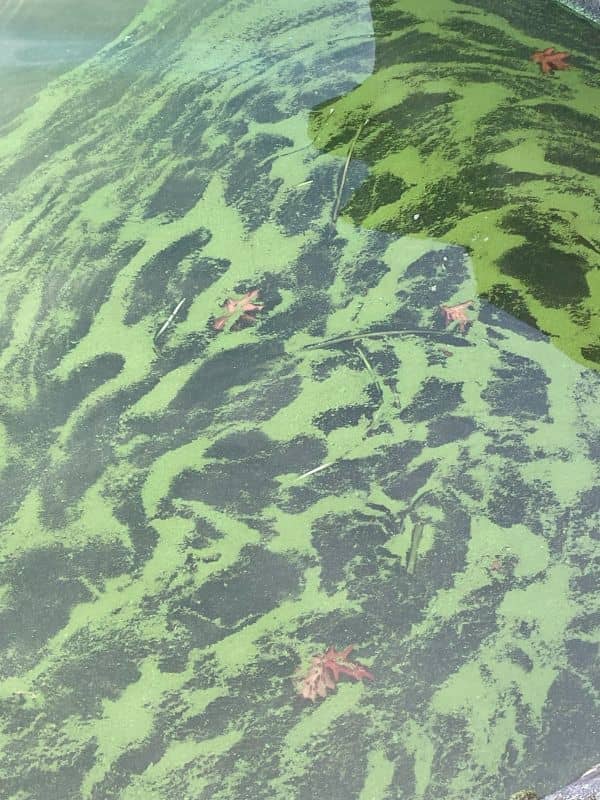 cyanobacteria in dam water