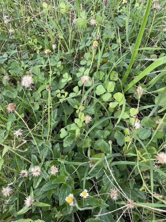 Trida Daisy or Coatbuttons
