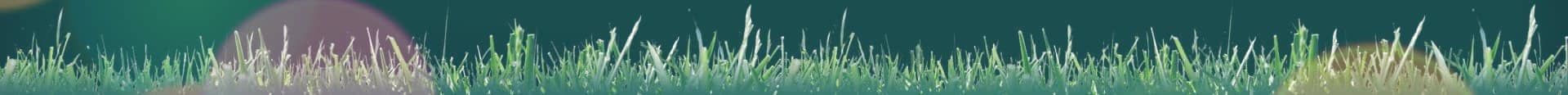 turfgrass